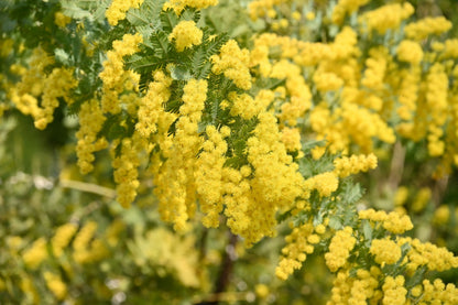 10 Golden Mimosa (Acacia Baileyana) Seeds