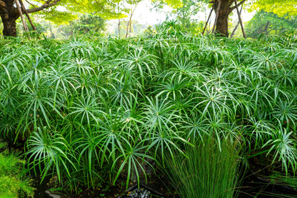 50 UMBRELLA PALM TREE Cyperus Involucratus Papayrus Sedge Seeds