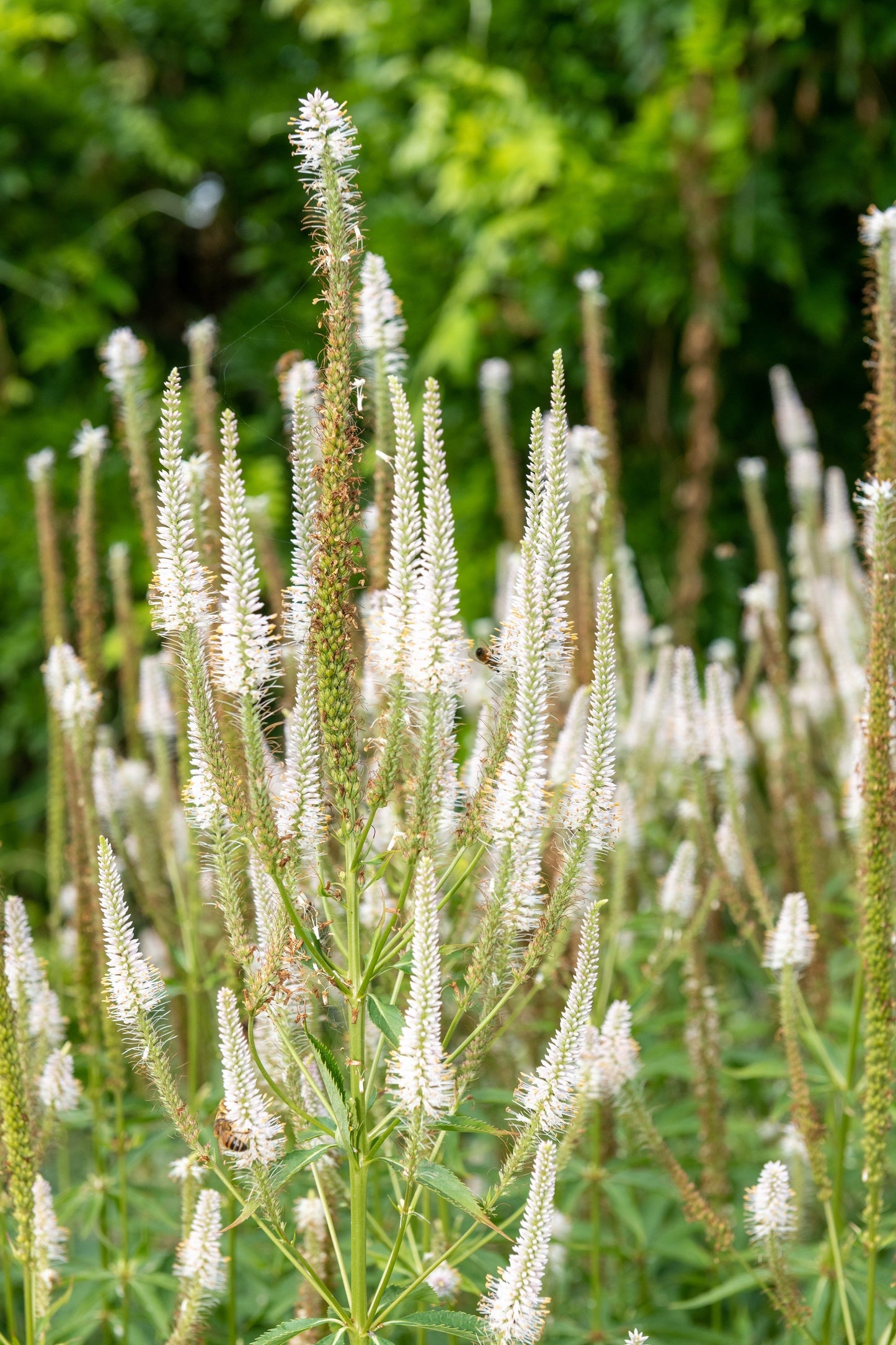 1000 Culver's Root / Black Root (Veronicastrum Virginicum) Seeds