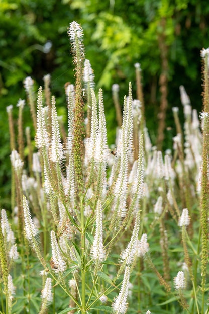 1000 Culver's Root / Black Root (Veronicastrum Virginicum) Seeds