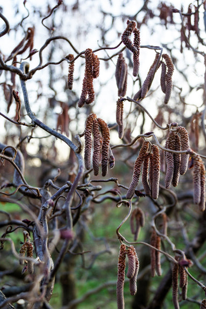 5 EUROPEAN HAZELNUT TREE aka Common Filbert Corylus Avellana Fruit Nut Seeds