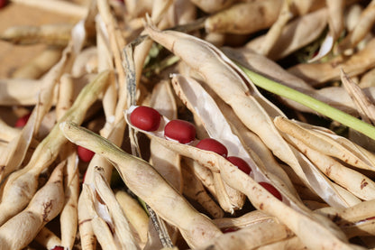 50 Adzuki Bean (Phaseolus Angularis) Seeds