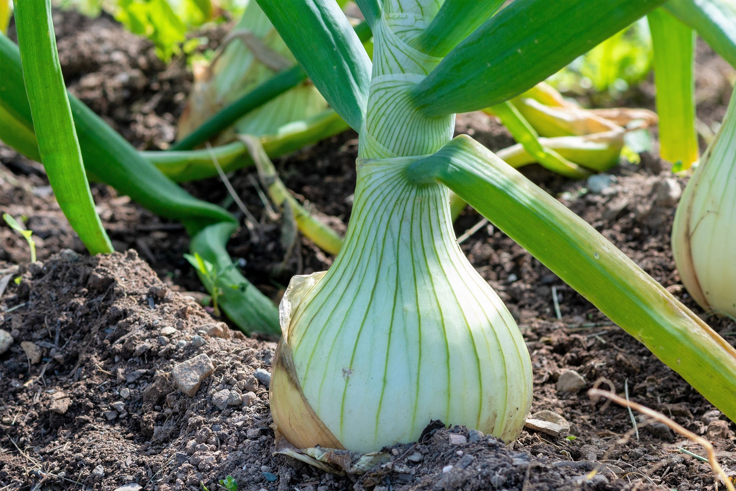 500 Sweet White Spanish Onion (Allium Cepa) Seeds