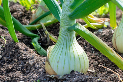 500 Sweet White Spanish Onion (Allium Cepa) Seeds