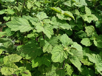 5 True Patchouli Shrub (Pogostemon Cablin) Seeds