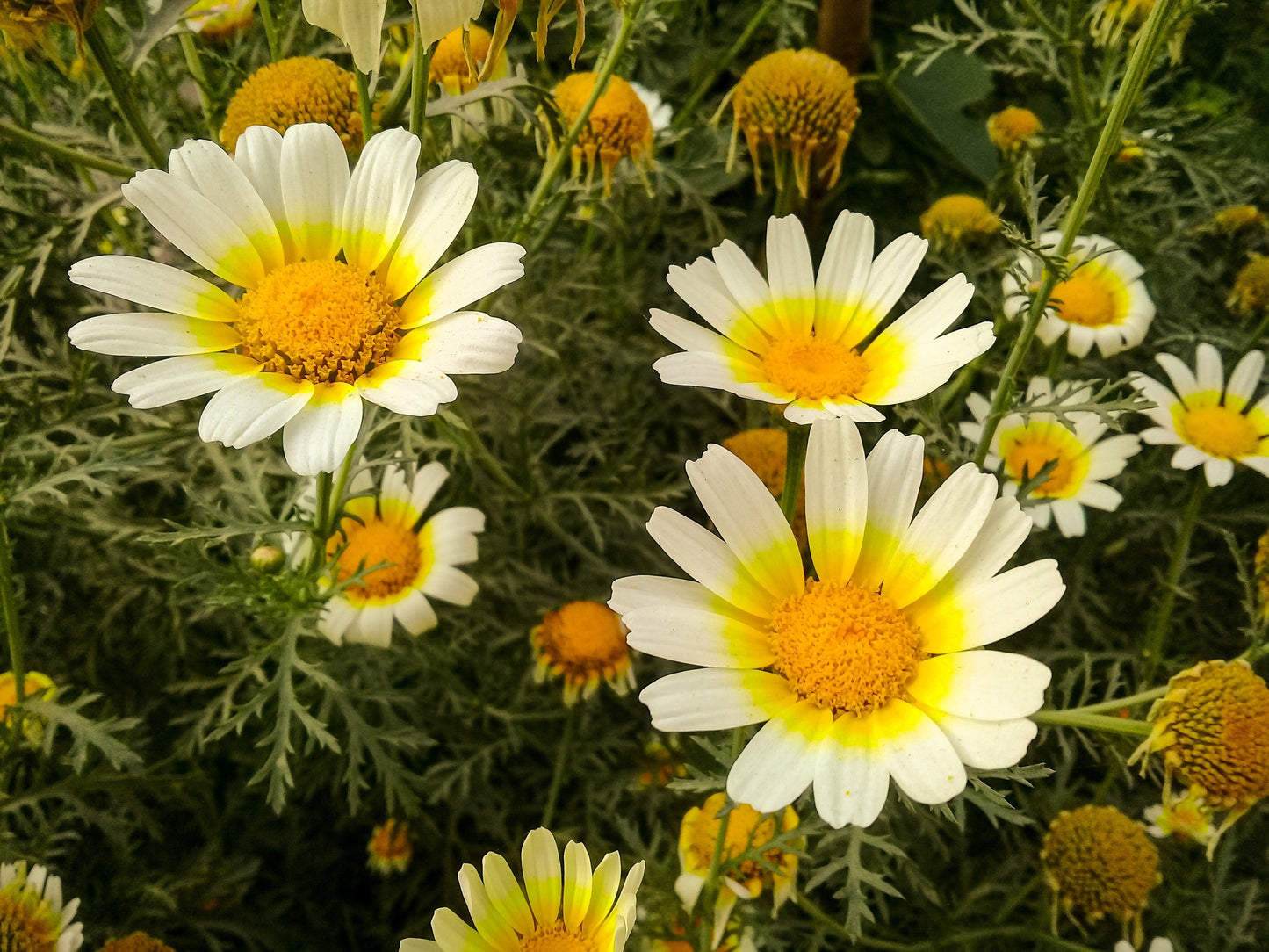 1000 Garland Crown Daisy Chrysanthemum (Coronarium Glebionis) Seeds