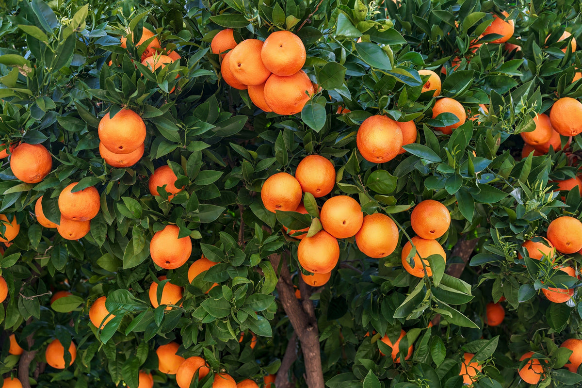 20 TANGERINE Mandrin Orange Citrus Reticulata Fruit Tree Seeds