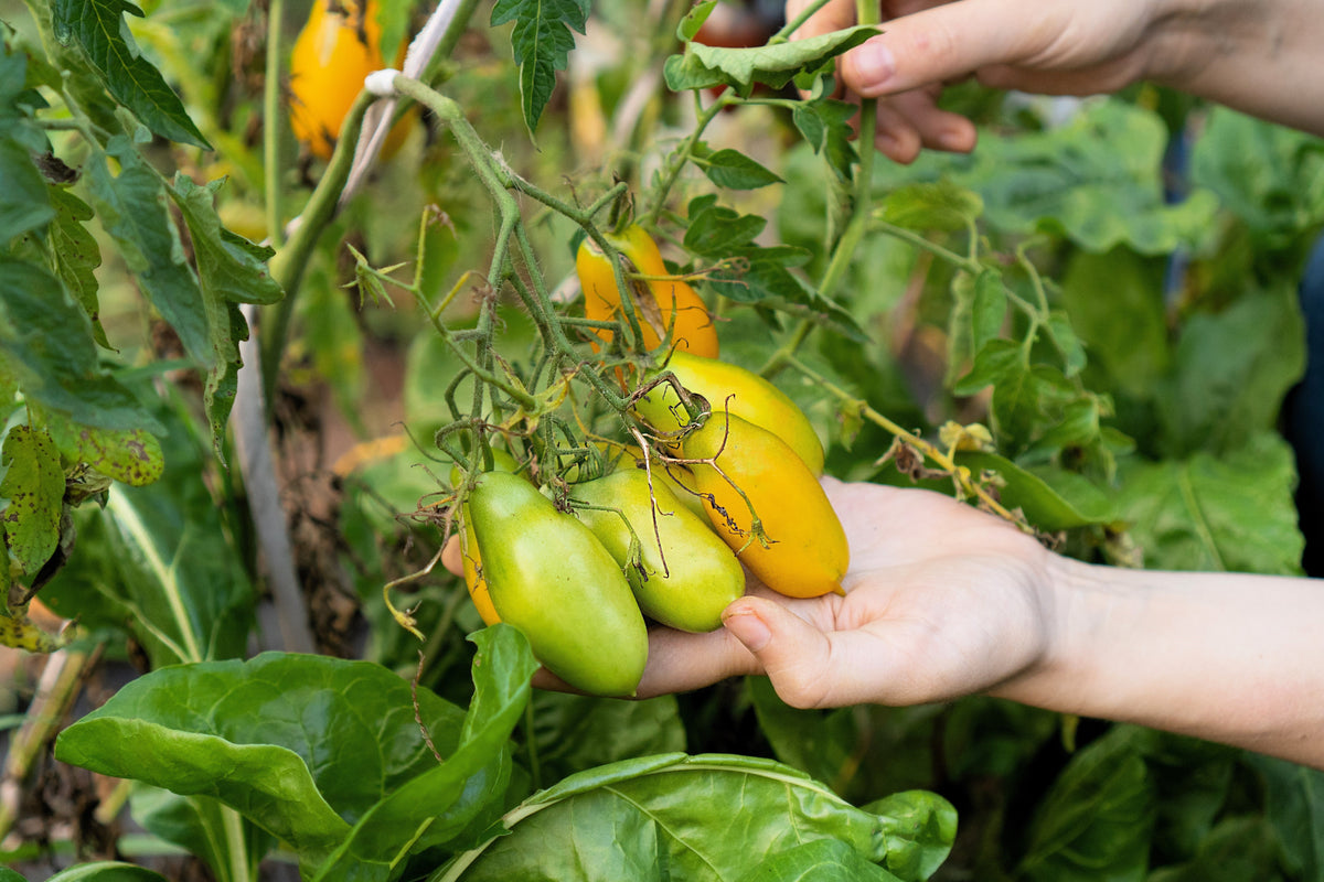 40 BANANA LEGS TOMATO Heirloom Yellow Lycopersicon Fruit Vegetable Seeds