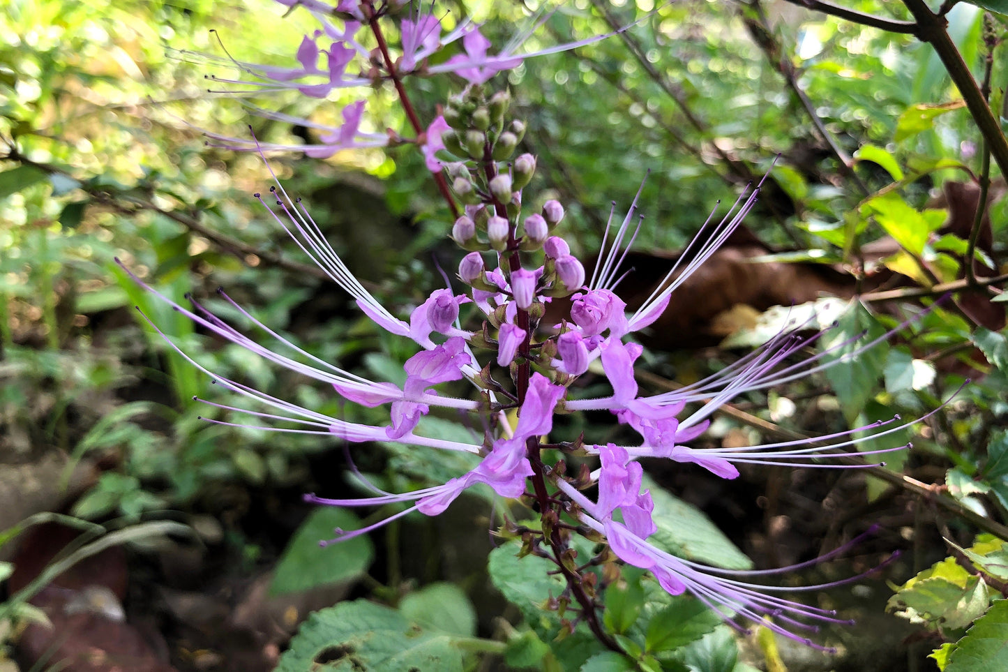 5 True Patchouli Shrub (Pogostemon Cablin) Seeds