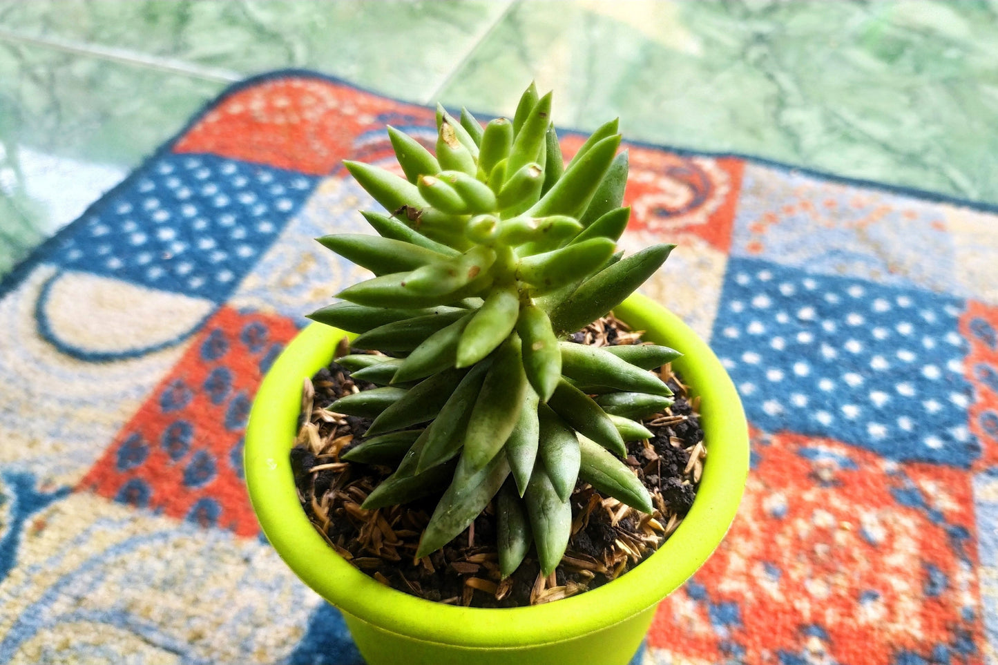 50 Rock Pine (Orostachys Japonica) Seeds