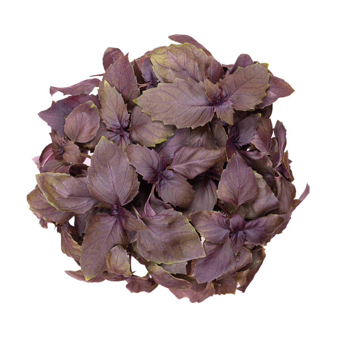 500 Red Rubin Basil (Ocimum Basilicum Purpurascens) Seeds