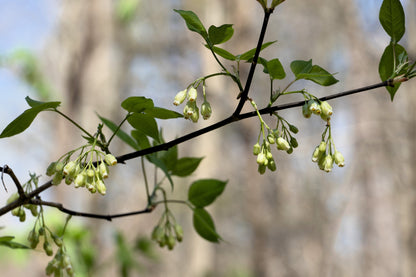American Bladdernut (Staphylea trifolia) Seeds – 5 ct