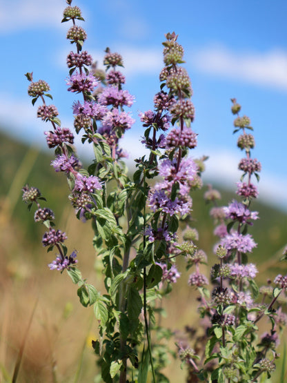 200 PENNYROYAL Mint Mentha Pulegium Herb Purple Flower Seeds