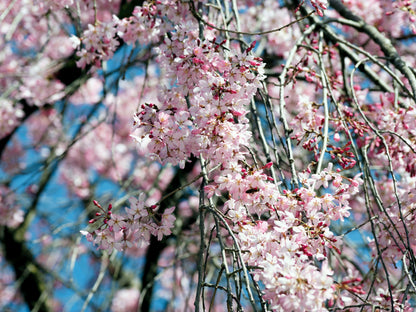 10 Weeping Higan Cherry Tree (Prunus Subhirtella Pendula) Seeds