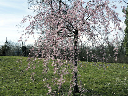 10 Weeping Higan Cherry Tree (Prunus Subhirtella Pendula) Seeds