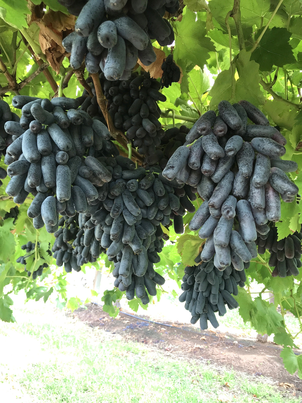 Black Finger Grape (Vitis vinifera) Seeds – 5 ct