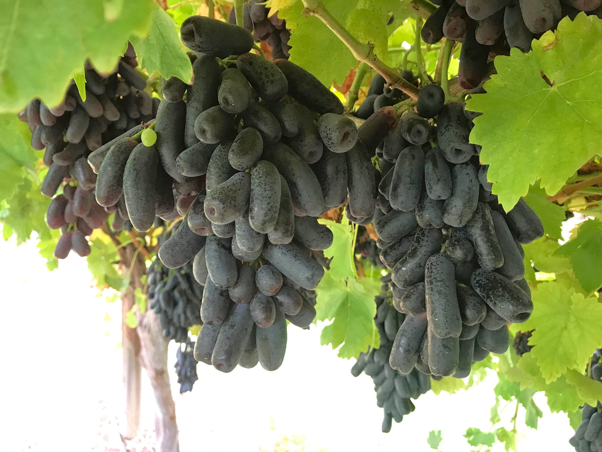 Black Finger Grape (Vitis vinifera) Seeds – 5 ct