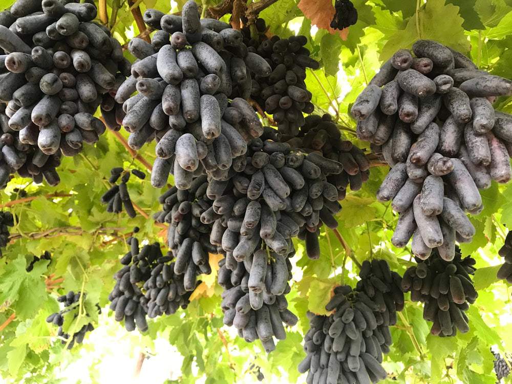 Black Finger Grape (Vitis vinifera) Seeds – 5 ct