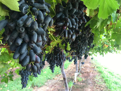 Black Finger Grape (Vitis vinifera) Seeds – 5 ct
