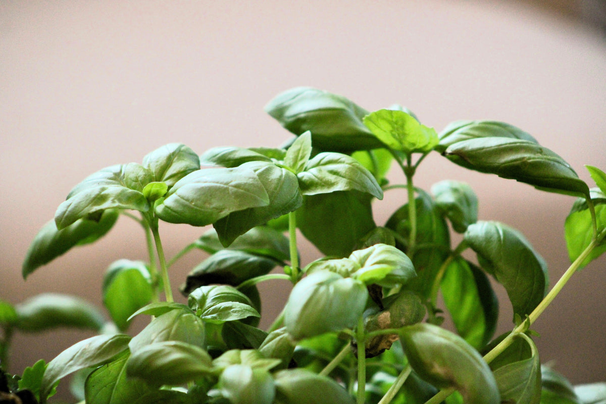 2000 SWEET GENOVESE BASIL Ocimum Basilicum Herb Flower Seeds