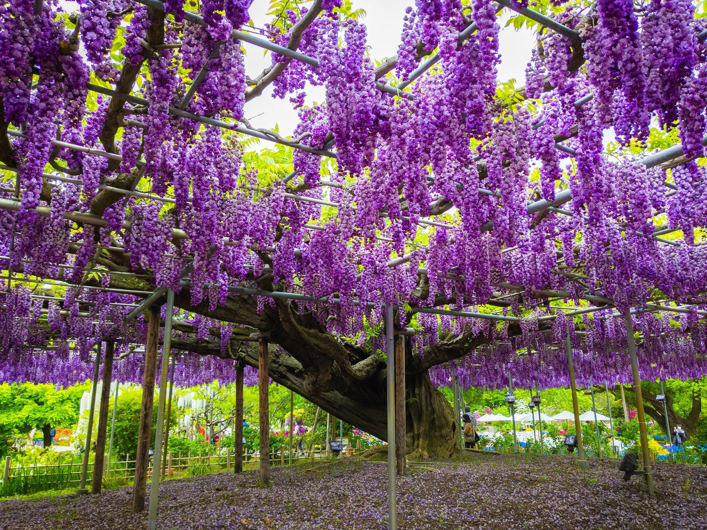 5 Japanese Wisteria (Wisteria Floribunda) Seeds
