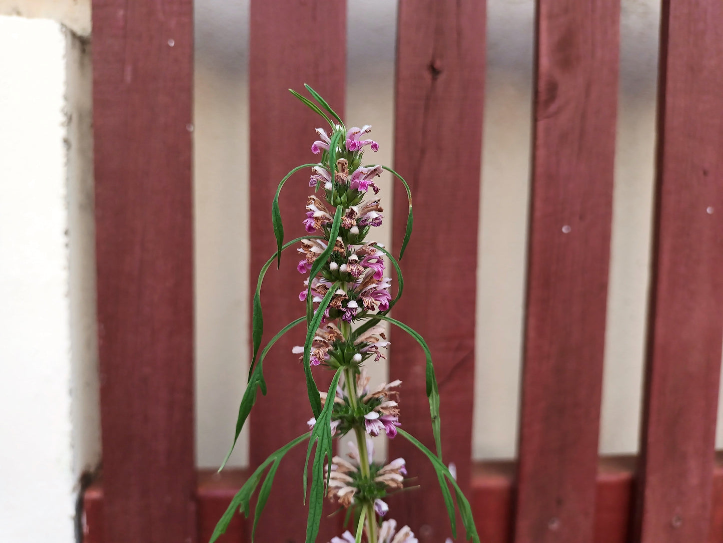 100 Chinese Motherwort (Leonurus Japonicus) Seeds