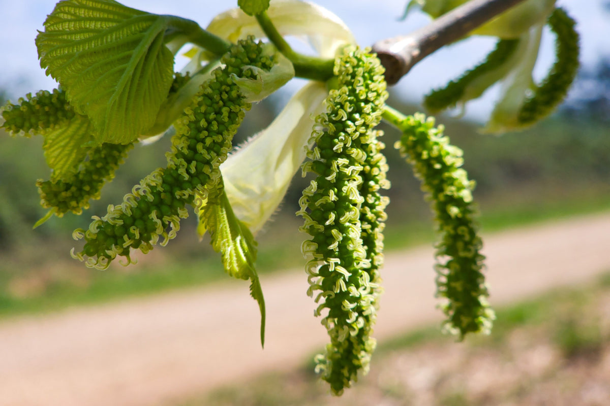 Red Mulberry (Morus rubra) Seeds – 15 ct