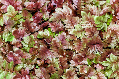 250 VALERIAN (Garden Heliotrope / Heal All) Valeriana Officinalis Herb Flower Seeds