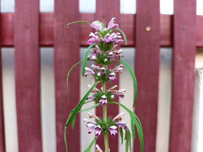 100 Chinese Motherwort (Leonurus Japonicus) Seeds