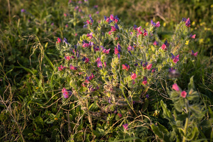 25 Rose Viper's Bugloss (Echium Plantagineum) Seeds