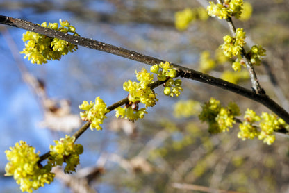10 Spicebush (Lindera Benzoin) Seeds