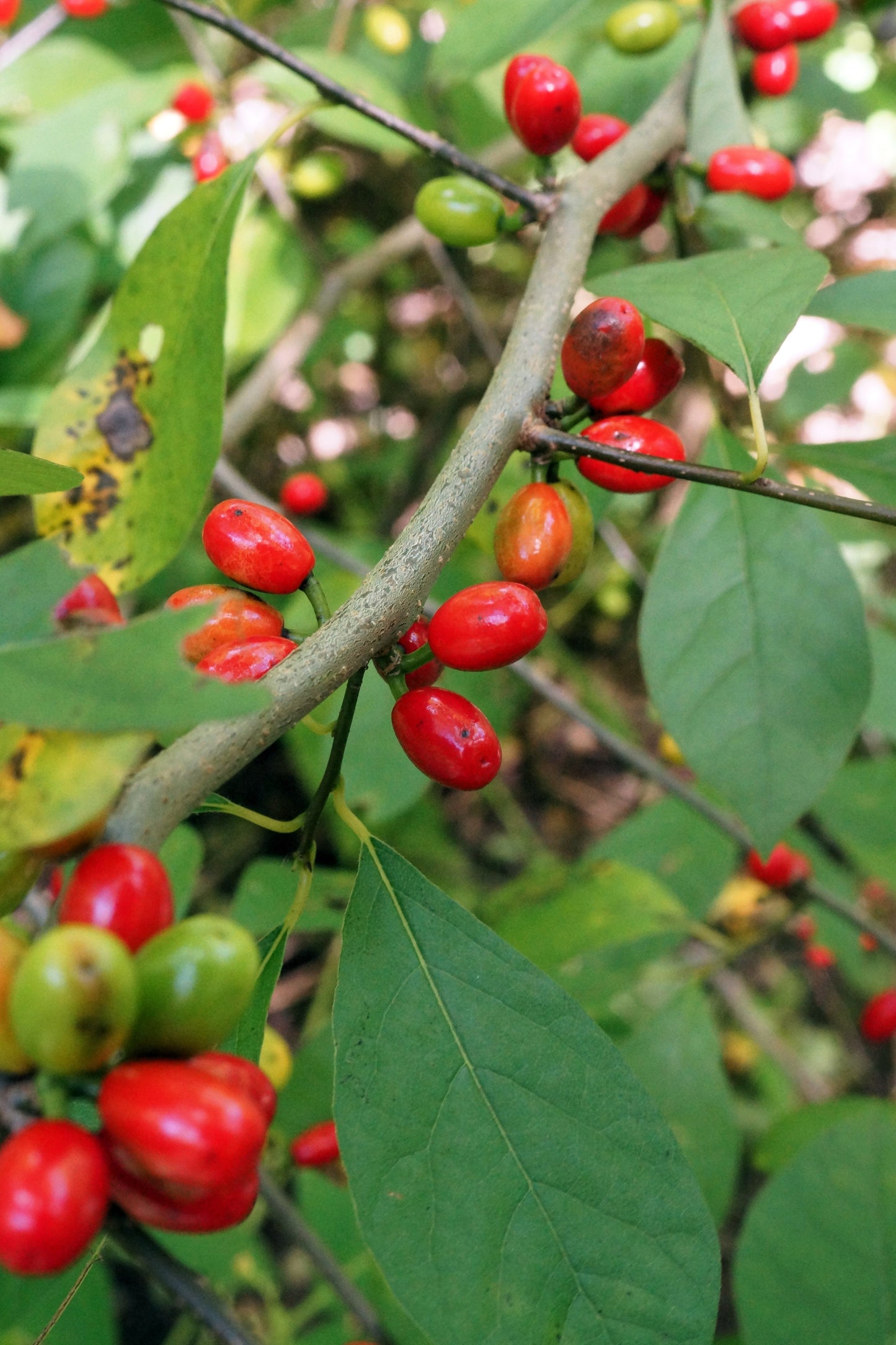 10 Spicebush (Lindera Benzoin) Seeds