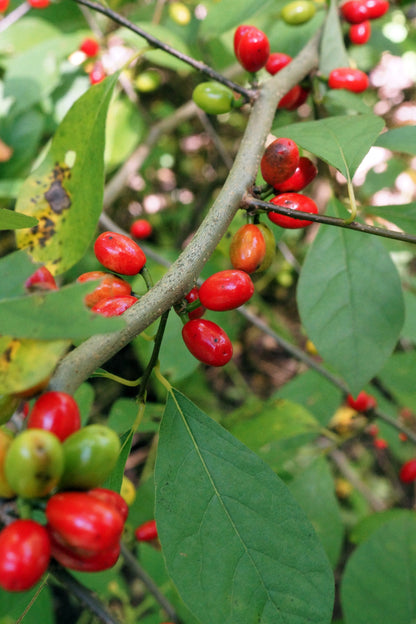 10 Spicebush (Lindera Benzoin) Seeds