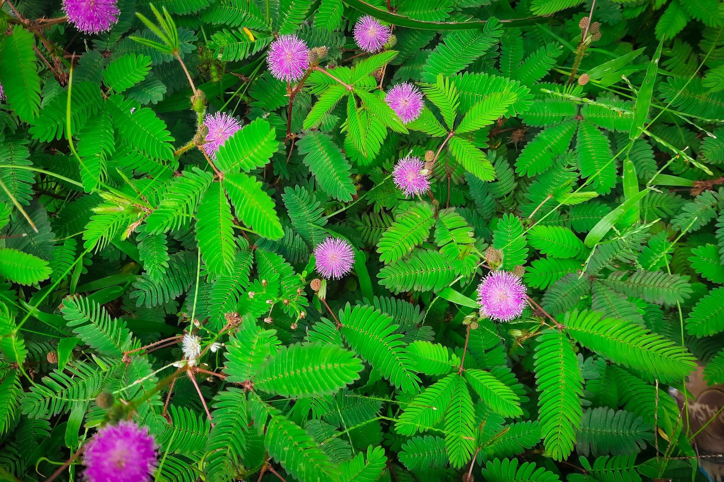 100 Sensitive Plant (Mimosa Pudica) Seeds