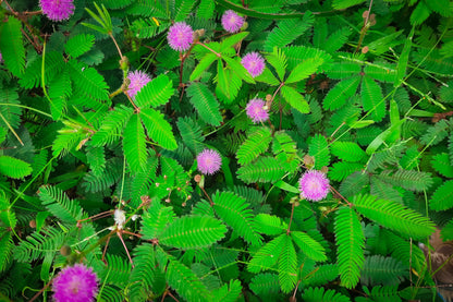 100 Sensitive Plant (Mimosa Pudica) Seeds