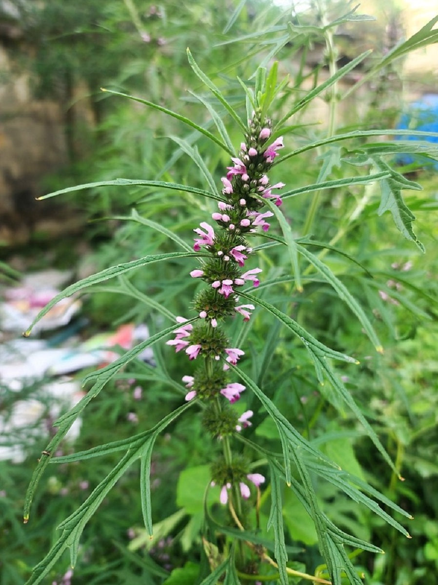 100 Chinese Motherwort (Leonurus Japonicus) Seeds