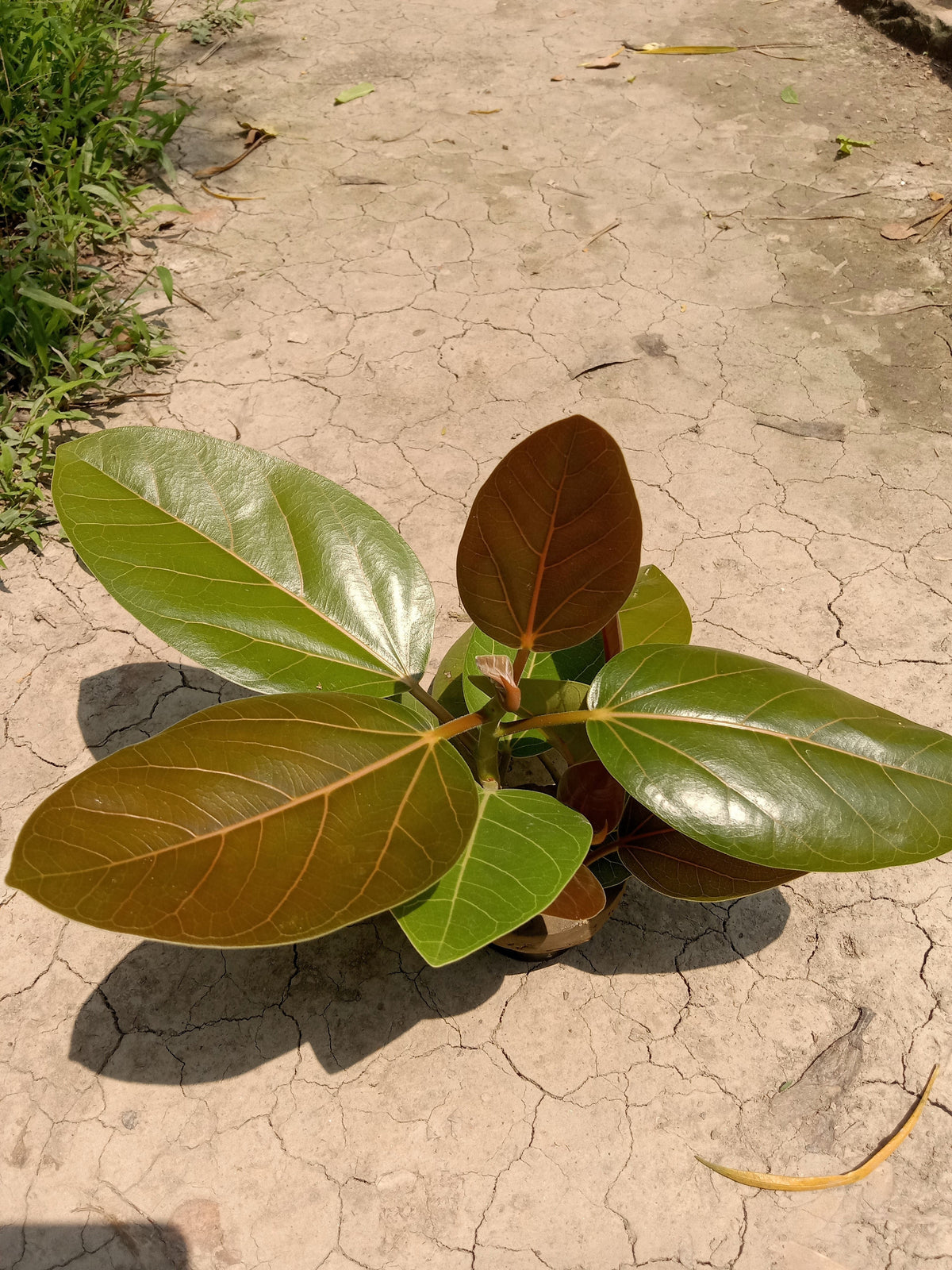 Banyan Fig (Ficus benghalensis) Seeds – 50 ct