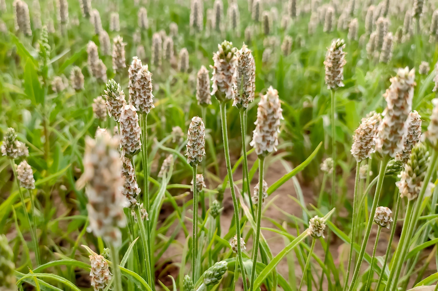 1000 Psyllium (Plantago Ovata) Seeds