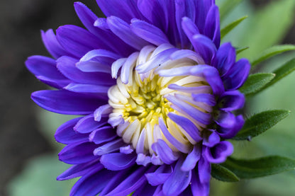 50 Mixed Colors Indian Chrysanthemum (Chrysanthemum Indicum) Seeds