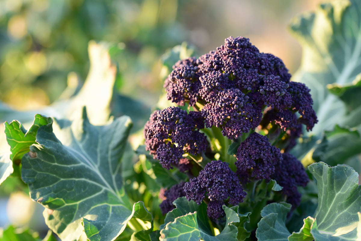 200 PURPLE SPROUTING BROCCOLI Brassica Oleracea Vegetable Seeds