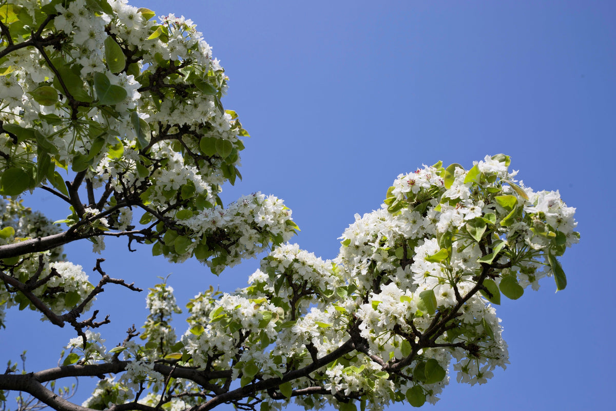 Asian Pear (Pyrus pyrifolia) Seeds – 20 ct