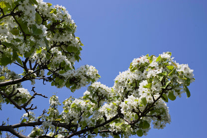 Asian Pear (Pyrus pyrifolia) Seeds – 20 ct