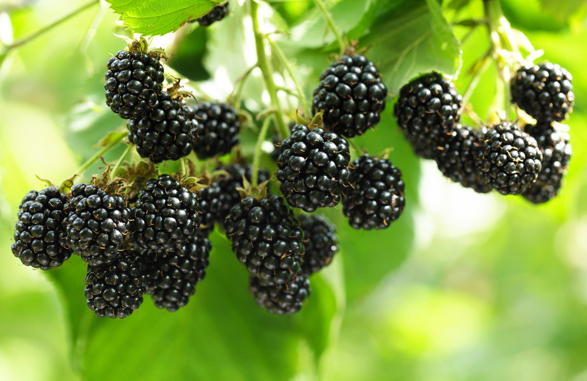 100 BLACKBERRY Fruit Bush Rubus Allegheniensis Seeds