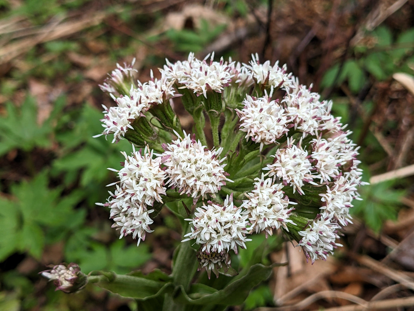 100 Arctic Coltsfoot (Petasites Frigidus) Seeds