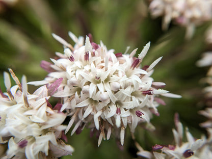 100 Arctic Coltsfoot (Petasites Frigidus) Seeds