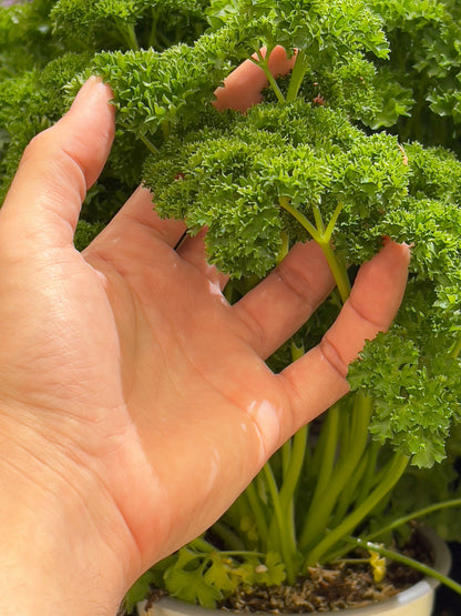 Triple Curled Parsley (Petroselinum crispum) Seeds – 1,500 ct