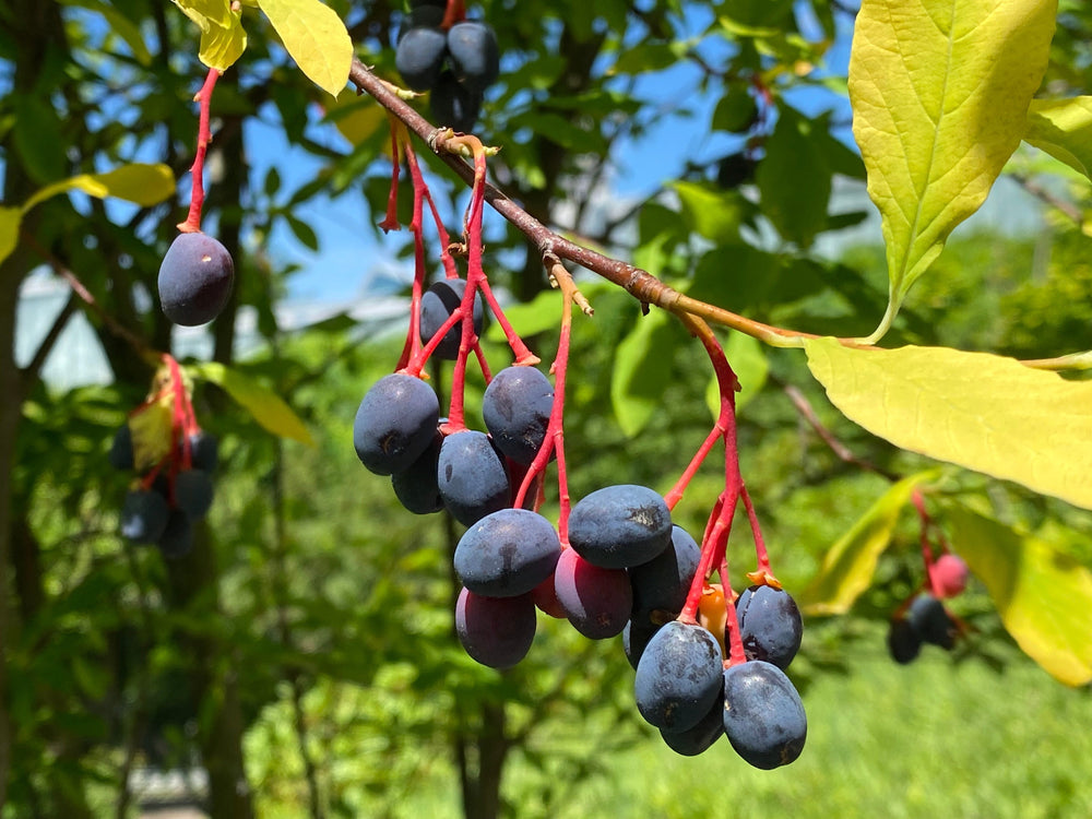 15 Indian Plum (Oemleria Cerasiformis) Seeds