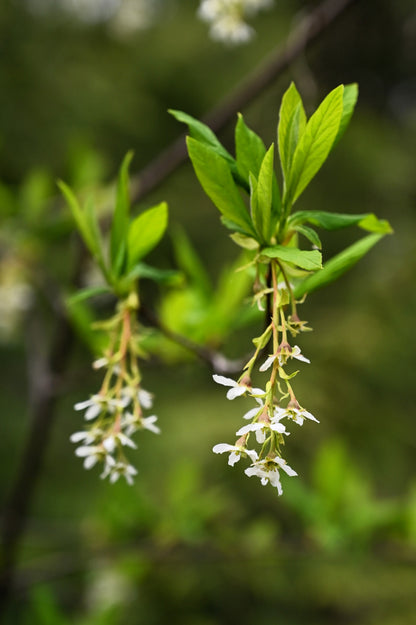15 Indian Plum (Oemleria Cerasiformis) Seeds