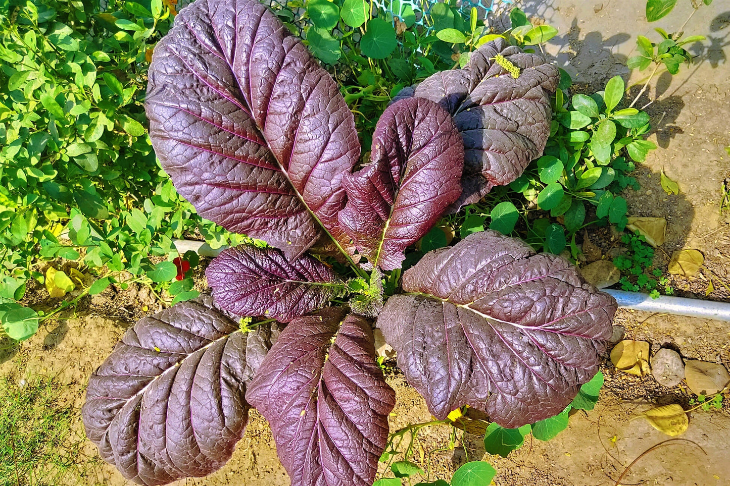 1500 Red Giant Mustard (Brassica Junco) Seeds