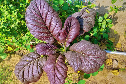 1500 Red Giant Mustard (Brassica Junco) Seeds